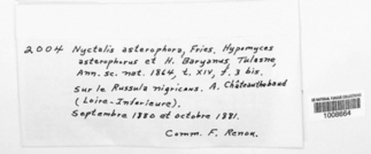 Asterophora image